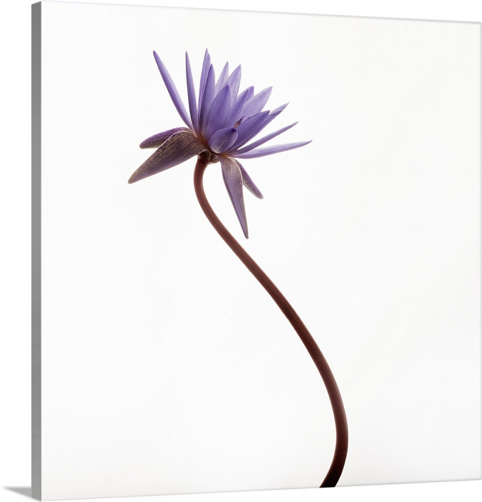 Photograph of a purple water lily on a white background.