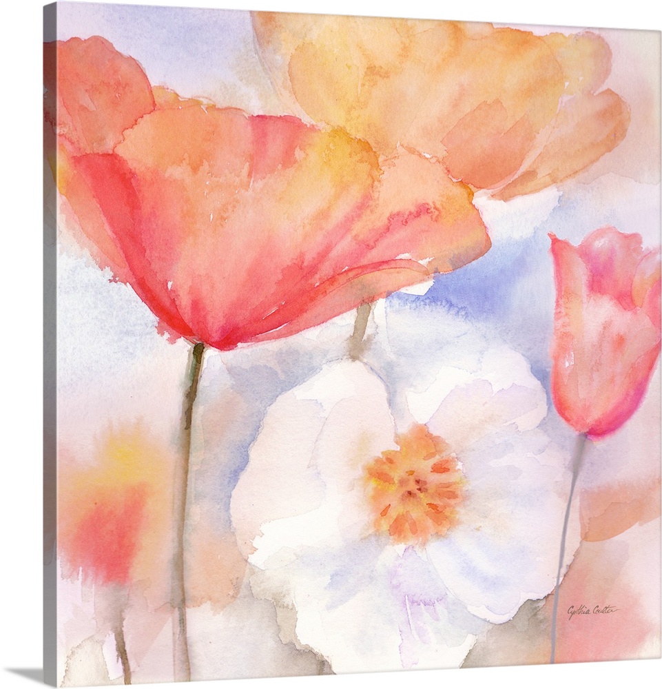 Square watercolor painting of colorful poppies in washed, muted tones.