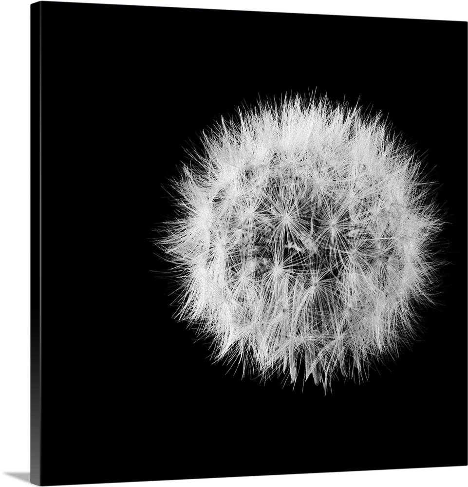 A square black and white photograph of a dandelion on black.