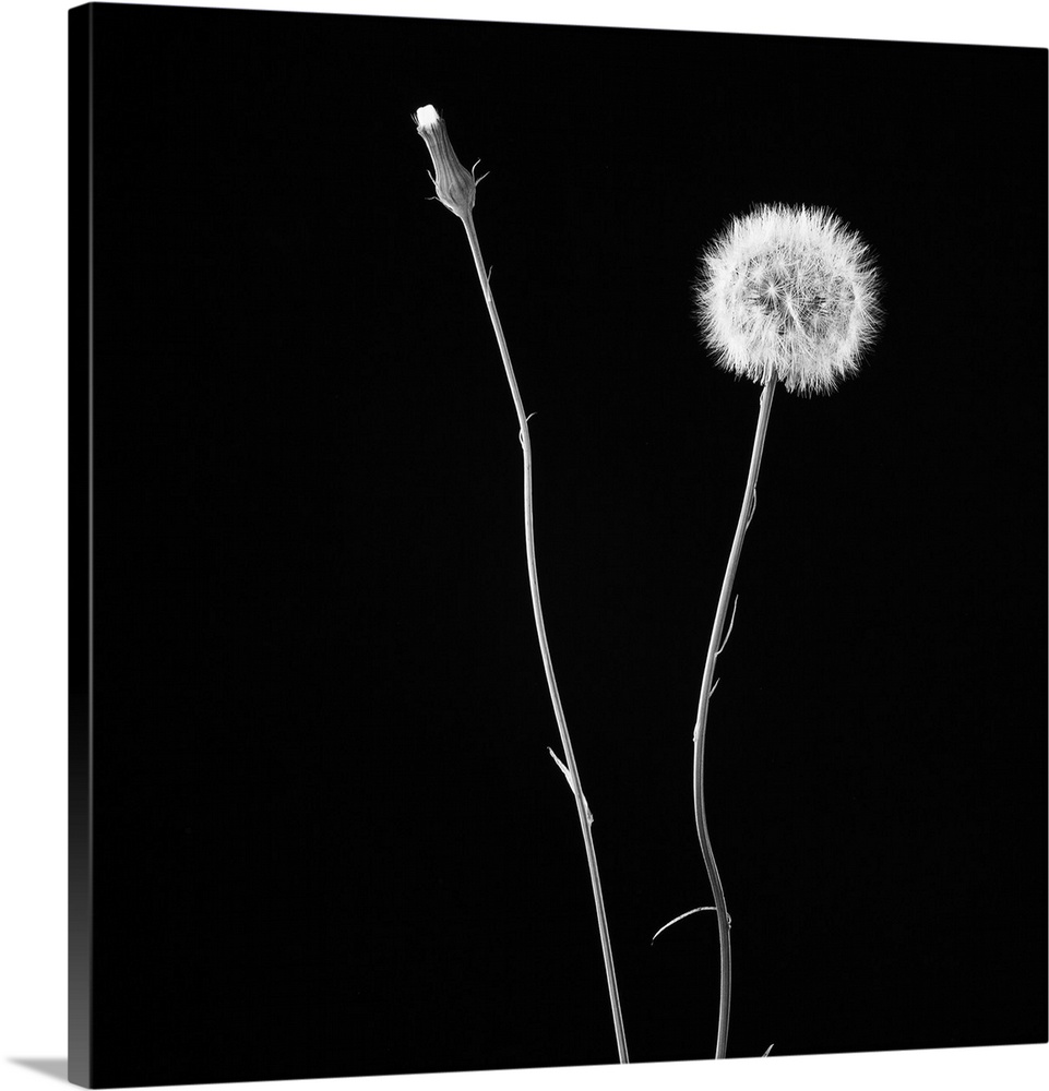 A square black and white photograph of a dandelion on black.