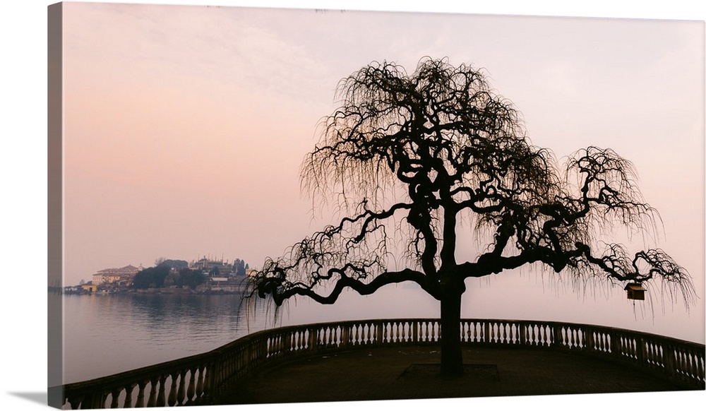 A bare tree at sunset next to Lake Maggiore with Isola Bella in the background, one of Borromeo Islands, Piedmont, Italian...