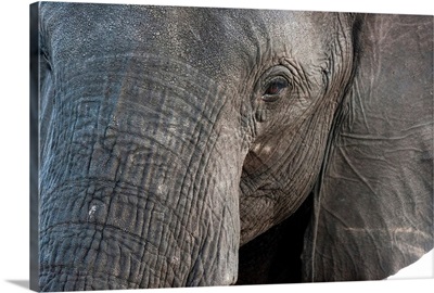 A close-up portrait on an African elephant Chobe National Park, Botswana, Africa