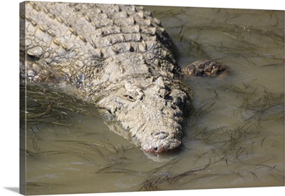 A crocodile, St. Lucia Wetlands, Kwa-Zulu Natal, South Africa, Africa