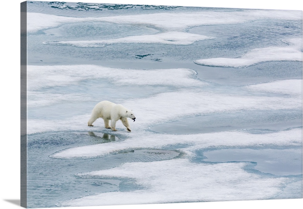 A curious young polar bear on the ice in Bear Sound, Norway, Scandinavia