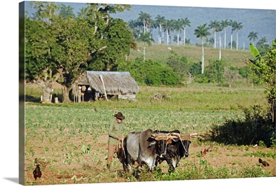 A farmer ploughing his field with oxen, Vinales Valley, Cuba, West Indies