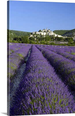 A Field Of Lavender Below The Town Of Banon, Provence, France