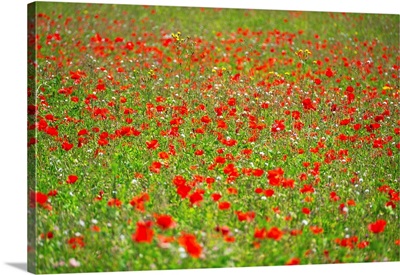 A Field Of Poppies In Kent, England, United Kingdom, Europe