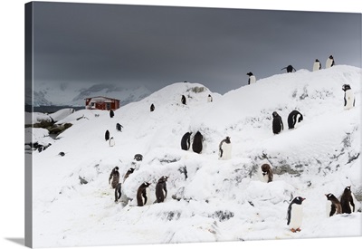 A Gentoo penguin colony near Groussac Argentinian hut, Petermann Island, Antarctica