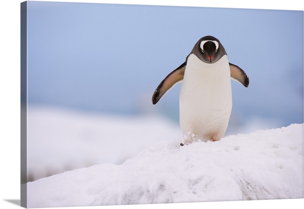 A gentoo penguin, Petermann Island, Antarctica