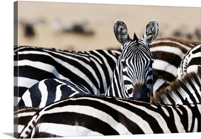 A Grant's Zebra, Masai Mara National Reserve, Kenya