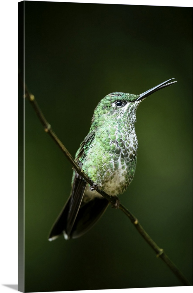 A green-crowned brilliant Hummingbird, Lowland rainforest, Sarapiqui, Costa Rica, Central America