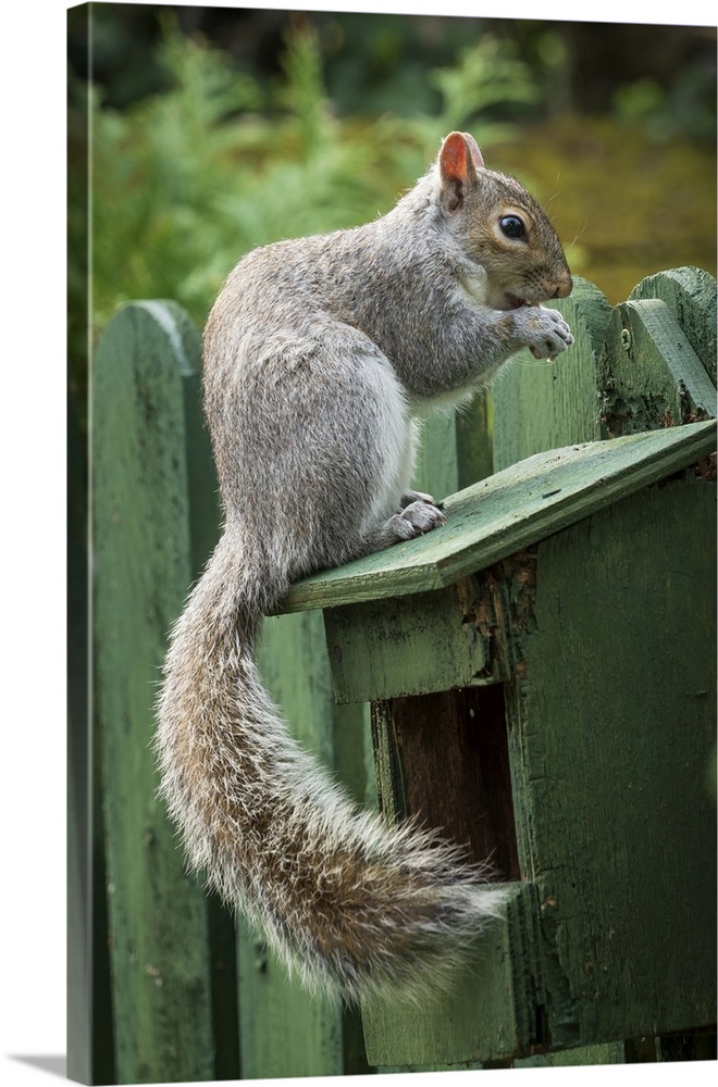 A Grey Squirrel photographed at a garden bird feeder in York, North Yorkshire, England, United Kingdom, Europe