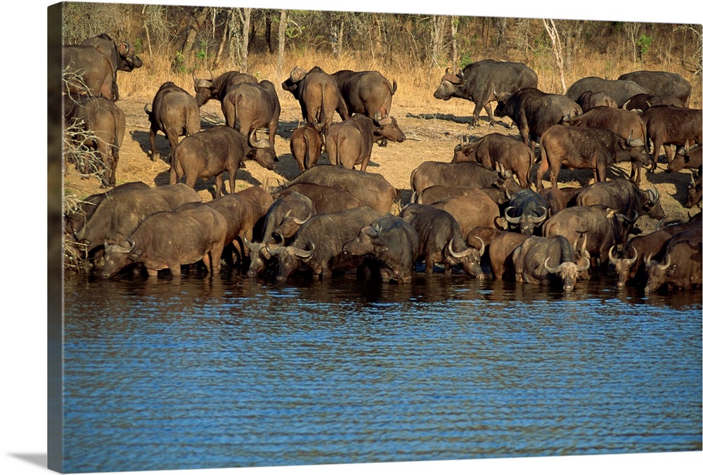 A herd of Cape buffalo drinking at a water hole, Kruger National Park, South Africa