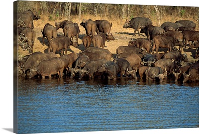 A herd of Cape buffalo drinking at a water hole, Kruger National Park, South Africa