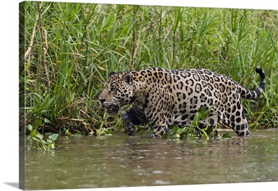 A jaguar walking along Cuiaba River bank, Pantanal, Mato Grosso, Brazil