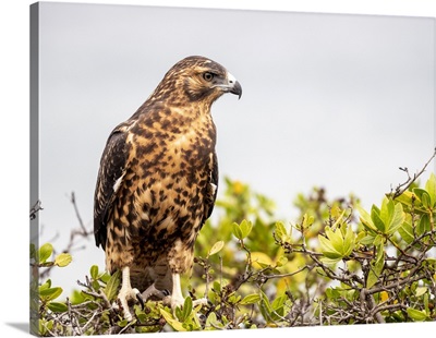 A Juvenile Galapagos Hawk, Rabida Island, Galapagos, Ecuador