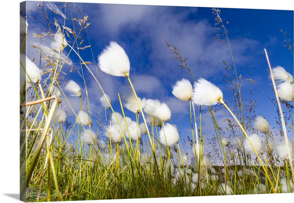 A large stand of Arctic cotton (Eriophorum callitrix) in Franz Josef Land, Russia, Arctic Ocean, Eurasia