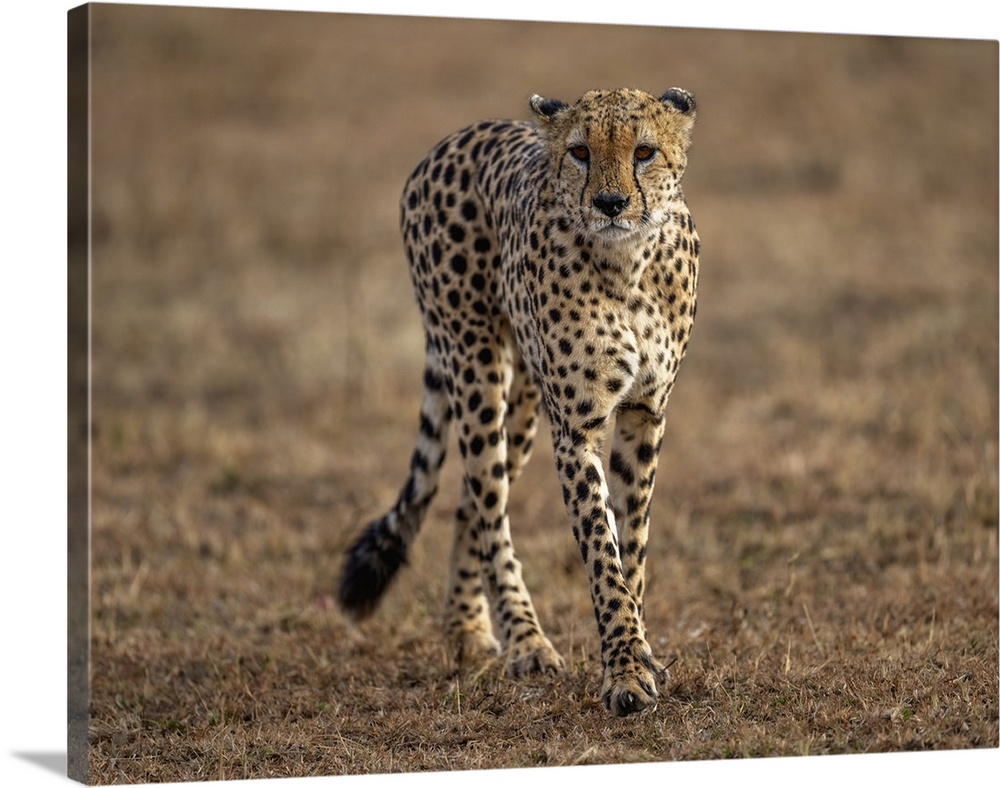 A male Cheetah (Acinonyx jubatus) in the Maasai Mara, Kenya, East Africa, Africa