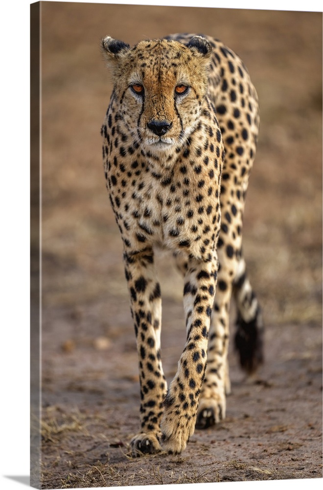 A male Cheetah (Acinonyx jubatus) in the Maasai Mara, Kenya, East Africa, Africa