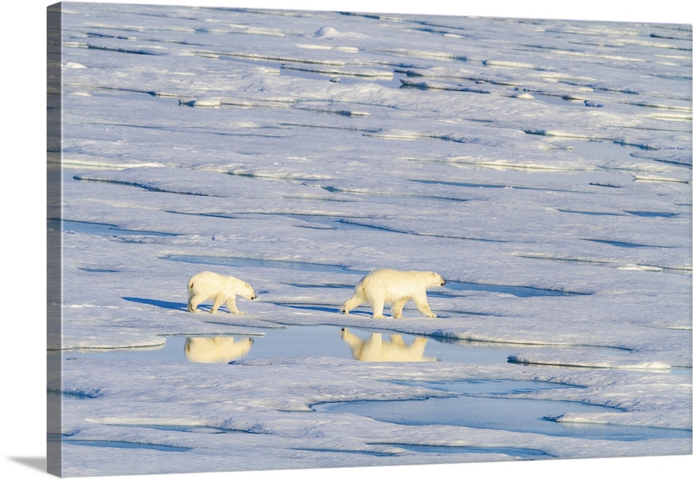 A mother and cub polar bear (Ursus maritimus) traveling from ice floe to ice floe in the Svalbard Archipelago, Norway, Arc...