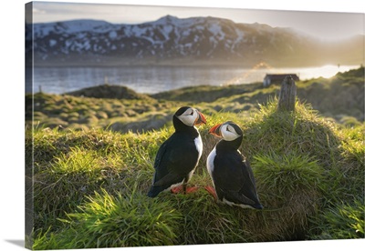 A Pair Of Atlantic Puffins On A Hilltop In Borgarfjaroarhofn, Iceland