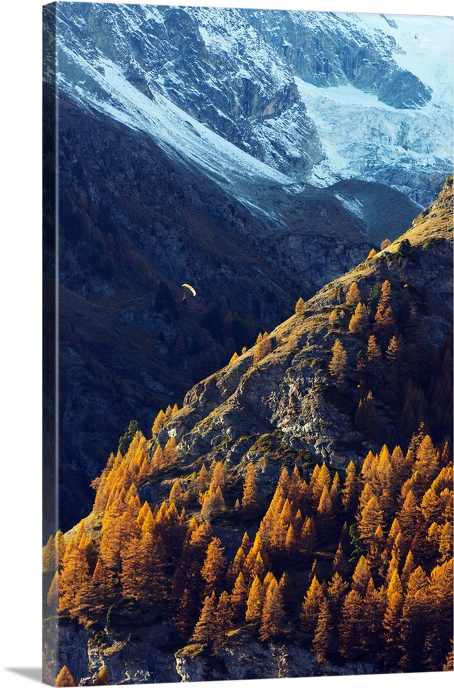 A paraglider flying in autumn, Zermatt, Valais, Swiss Alps, Switzerland, Europe