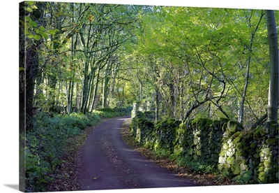 A quiet tree lined lane in the Duddon Valley, Lake District National Park, Cumbria
