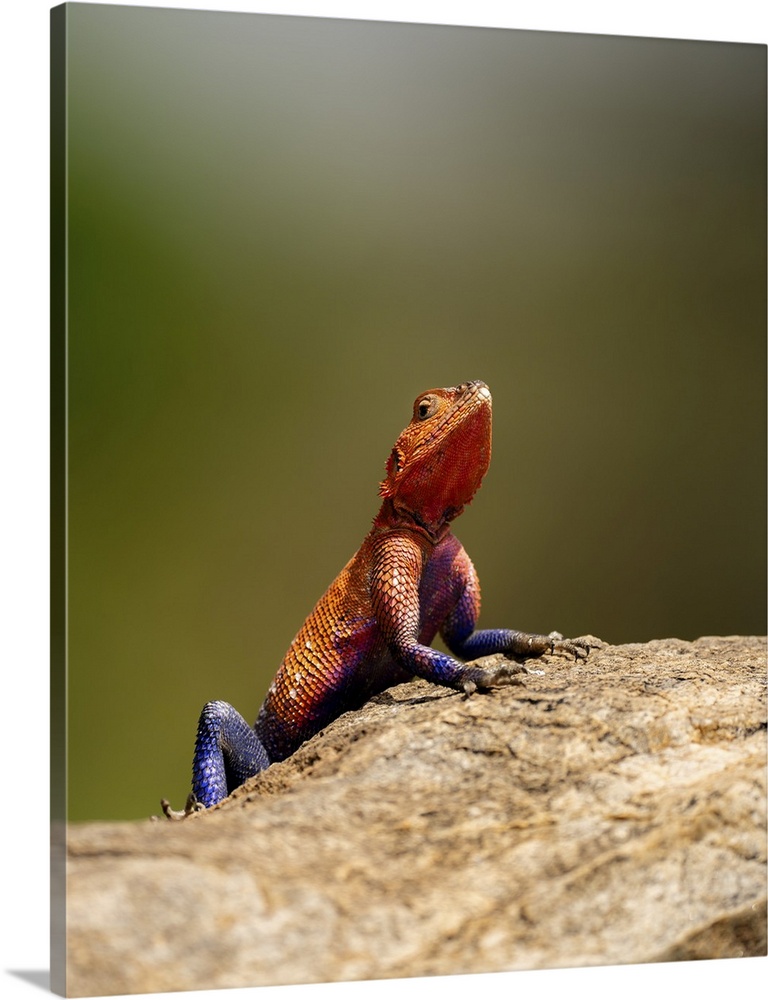A red-headed Lizard (Agama agama) in the Maasai Mara, Kenya, East Africa, Africa