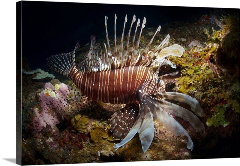 Lionfish Roatan A Red Lionfish, Diving In Roatan, Bay Islands, Honduras, Central ...