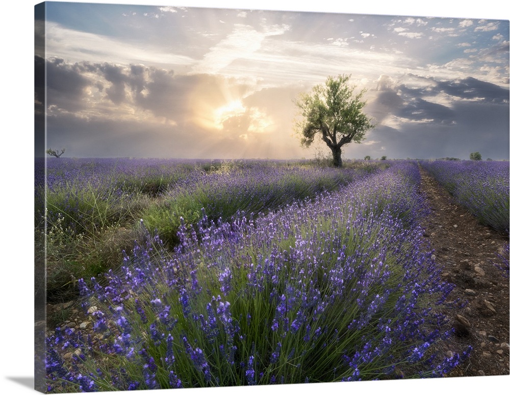 A small tree at the end of a lavender line in a field at sunset with clouds in the sky, Plateau de Valensole, Provence, Fr...
