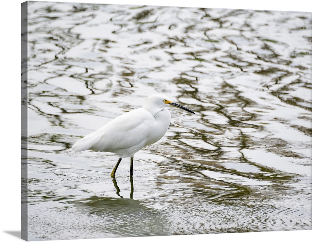 A snowy egret (Egretta thula), fishing in the shallows, San Jose del Cabo, Baja California Sur, Sea of Cortez, Mexico, Nor...