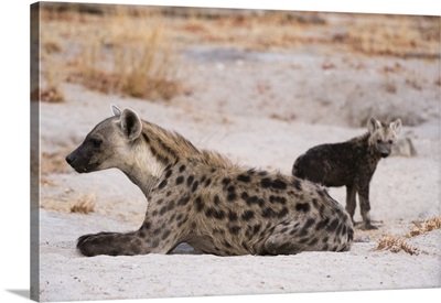 A spotted hyena and cub at the den, Khwai Concession, Okavango Delta, Botswana, Africa