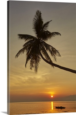 A sunset silhouette of a coconut palm at Paliton beach, Siquijor, Philippines