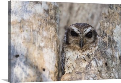 A wild adult bare-legged owl, endemic to Cuba, Zapata National Park, Cuba