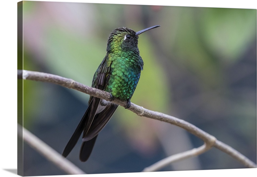 A wild adult Cuban emerald hummingbird, Zapata National Park, Cuba, West Indies, Caribbean