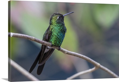A wild adult Cuban emerald hummingbird, Zapata National Park, Cuba