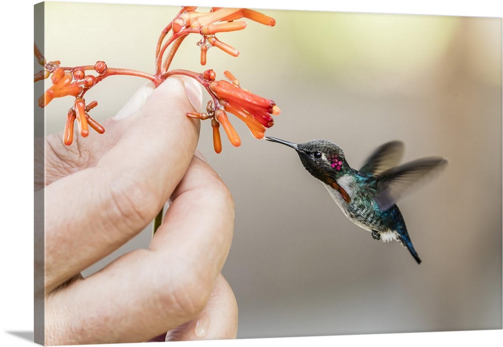 A wild adult male bee hummingbird, attracted to hand-held flower near Playa Larga, Cuba, West Indies, Caribbean