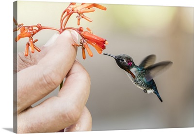 A wild adult male bee hummingbird, attracted to hand-held flower