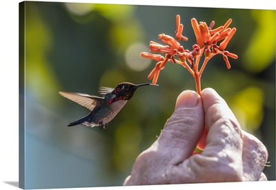 A wild adult male bee hummingbird, attracted to hand-held flower