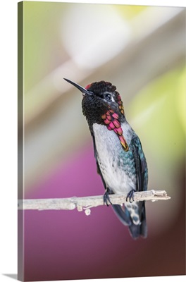 A wild adult male bee hummingbird, Cuba, West Indies, Caribbean