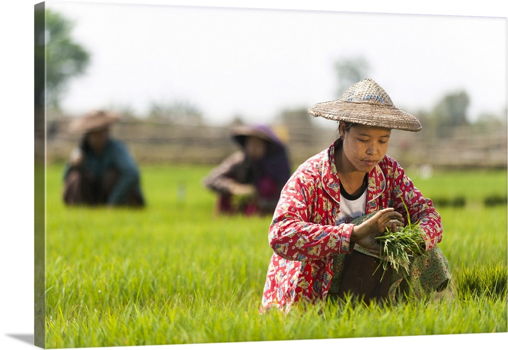 A woman harvests young rice into bundles to be re-planted spaced further apart, Kachin State, Myanmar (Burma), Asia