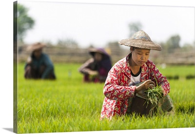A Woman Harvests Young Rice Into Bundles, Kachin State, Myanmar