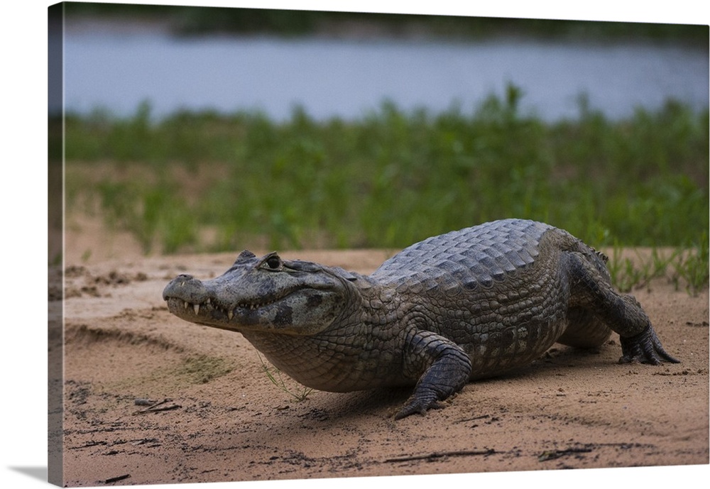 A Yacare caiman, on a river bank, Cuiaba river, Pantanal, Mato Grosso, Brazil