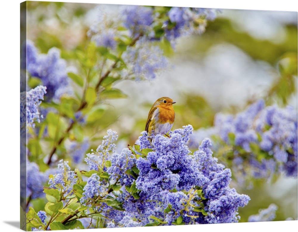 A European robin (Erithacus rubecula) sitting amid the blue flowers of a Ceanothus tree, a member of the buckthorn family,...