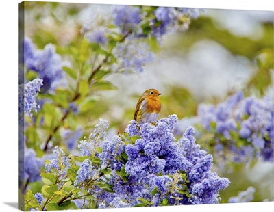 Aan Robin Sitting Amid The Blue Flowers Of A Ceanothus Tree, England