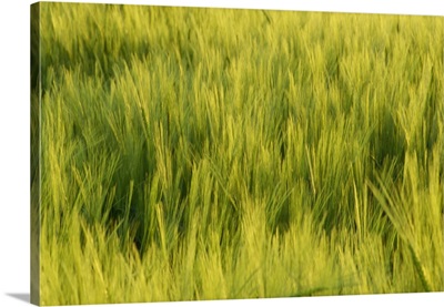 Abstract close-up of young wheat crop
