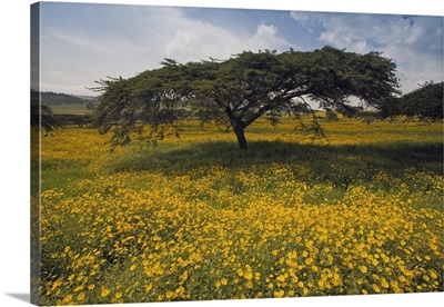 Acacia tree and yellow Meskel flowers in bloom after the rains, Ethiopia, Africa