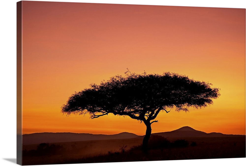 Acacia tree silhouetted at dawn, Masai Mara Game Reserve, Kenya, East Africa, Africa