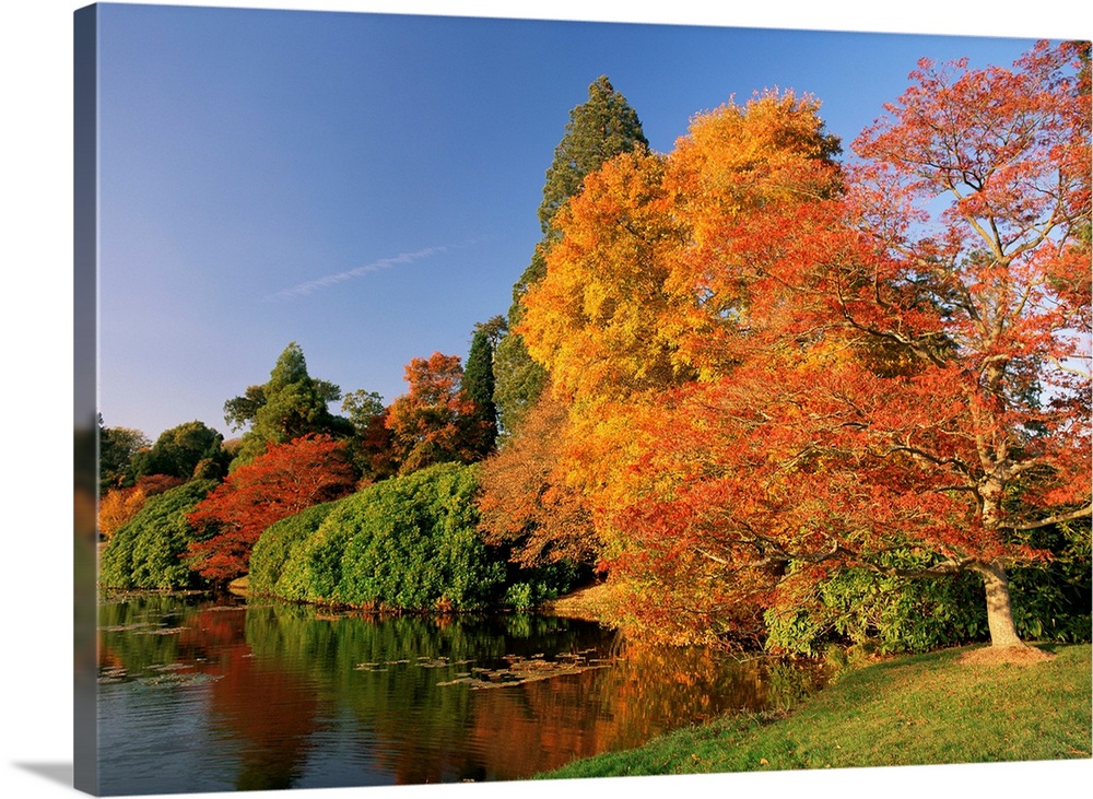 Acer trees in autumn, Sheffield Park, Sussex, England, UK