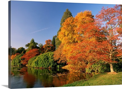 Acer trees in autumn, Sheffield Park, Sussex, England, UK